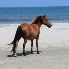 Wild Horse Inn